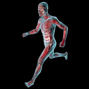 Muscles in the body 