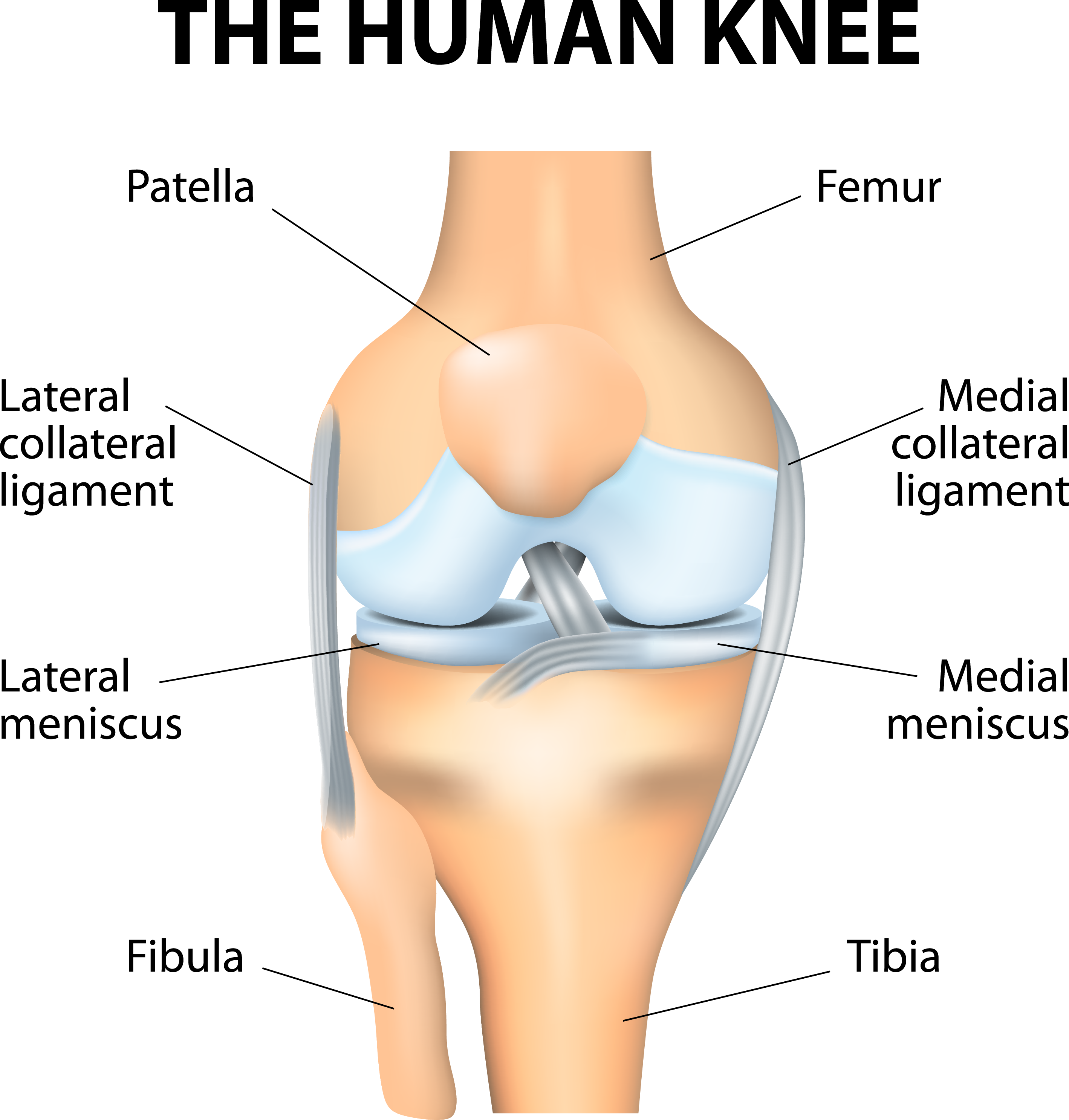 The Human knee