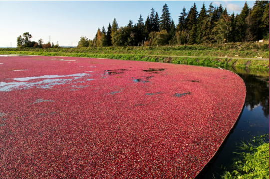 cranberry bog